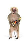 PRM 06 RK0079 01
Humorous Shot Of Baboon Wearing Hat Standing Playing Little Guitar Singing On White Seamless