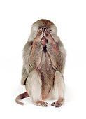 PRM 06 RK0082 01
See No Evil
