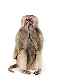 PRM 06 RK0083 01
Speak No Evil