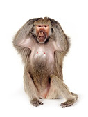 PRM 06 RK0084 01
Hear No Evil
