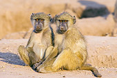 PRM 06 WF0001 01
Two Chacma Baboons Sitting On Dirt In Early Morning