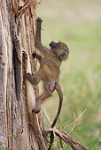 PRM 06 WF0006 01
Yellow Baboon Baby Playing On Tree
