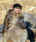 PRM 06 WF0007 01
Portrait Of Young Chacma Baboon Riding On Mother's Back