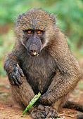 PRM 06 WF0008 01
Olive Baboon Sitting And Eating Samburu, Kenya