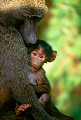 PRM 06 DB0001 01
Young Baboon With Mother Africa
