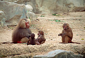 PRM 06 JM0001 01
Hamadryas Baboon Adults And Young Sitting On Dirt By Rock