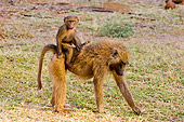 PRM 06 NE0001 01
Olive Baboon Baby Riding On Mother's Back Kenya