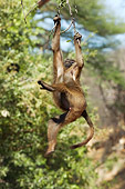 PRM 06 NE0002 01
Olive Baboon Swinging From Tree Branch Kenya