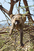 PRM 06 NE0003 01
Olive Baboon Sitting In Tree Kenya