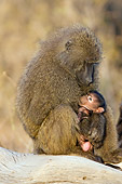 PRM 06 NE0004 01
Olive Baboon Mother And Baby Sitting On Log Kenya