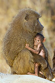 PRM 06 NE0005 01
Olive Baboon Mother And Baby Sitting On Log Kenya