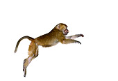 PRM 06 RK0012 03
Profile Of Olive Baboon Leaping On White Seamless