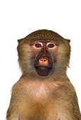 PRM 06 RK0014 04
Head On Head Shot Of Olive Baboon White Seamless