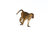 PRM 06 RK0016 03
Olive Baboon Running On White Seamless