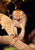 PRM 06 RK0019 30
Baboon Standing On Tree Branch Facing Camera