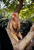 PRM 06 RK0022 07
Baboon Sitting In Tree