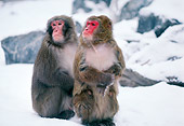 PRM 06 RK0027 01
Two Baboons Sitting On Snow