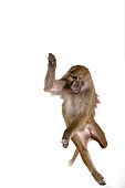 PRM 06 RK0040 01
Baboon Jumping Off In Air White Seamless