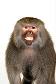 PRM 06 RK0054 01
Close Up Of Baboon Smiling At Camera