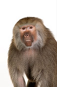 PRM 06 RK0055 01
Close Up Of Baboon White Seamless Background