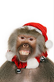 PRM 06 RK0056 01
Head Shot Of Baboon Wearing Christmas Hat And Scarf