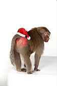 PRM 06 RK0057 01
Humorous Shot Of Baboon With Santa Hat On Rear White Seamless
