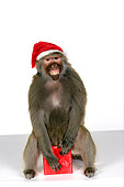 PRM 06 RK0058 01
Humorous Shot Of Baboon Wearing Santa Hat Sitting On Christmas Present