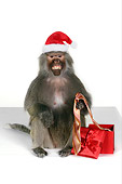 PRM 06 RK0060 01
Baboon Holding Tie From Christmas Presents Wearing Santa Hat White Seamless