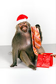 PRM 06 RK0061 01
Baboon Wearing Santa Hat Holding Tie From Present White Seamless