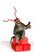 PRM 06 RK0063 01
Baboon Wearing Antlers Sitting On Christmas Presents Holding Ornament