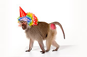 PRM 06 RK0064 01
Party Animal