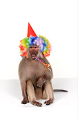 PRM 06 RK0066 01
Party Animal