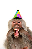 PRM 06 RK0070 01
Party Animal