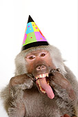 PRM 06 RK0071 01
Party Animal