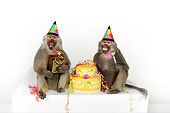 PRM 06 RK0075 01
Party Animals