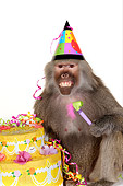 PRM 06 RK0076 01
Party Animal