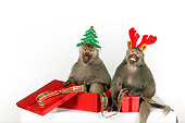 PRM 06 RK0077 01
Humorous Shot Of Two Baboons Wearing Christmas Hats Sitting By Presents