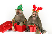 PRM 06 RK0078 01
Humorous Shot Of Two Baboons Wearing Christmas Hats Sitting By Presents