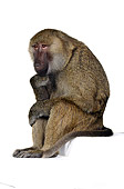 PRM 06 RK0090 01
The Thinker