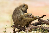 PRM 06 RW0001 01
Yellow Baboon Mother Sitting On Branch Grooming Baby Kenya