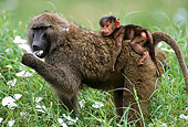 PRM 06 TL0001 01
Savanna Baboon Mother With Young On Back Mother Eating Flower