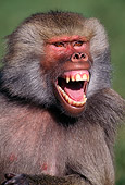 PRM 06 TL0002 01
Portrait Head Shot Of Hamadryas Baboon