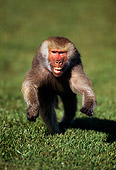 PRM 06 TL0003 01
Hamadryas Baboon Running Towards Camera Across Grass