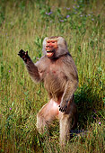 PRM 06 TL0004 01
Portrait Of Hamadryas Baboon Standing Vocalizing In Grass