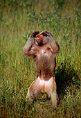 PRM 06 TL0005 01
Portrait Of Hamadryas Baboon Standing In Grass