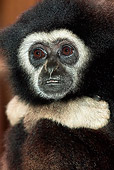 PRM 10 GL0001 01
Portrait Of White-Handed Gibbon