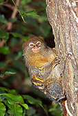 PRM 10 GL0002 01
Portrait Of Pygmy Marmoset Climbing On Tree Trunk