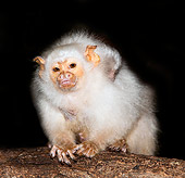 PRM 10 GL0003 01
Silvery Marmoset Female Carrying Baby On Back