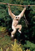 PRM 10 GL0005 01
Lar Gibbon Hanging On Branch