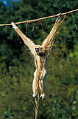PRM 10 GL0006 01
White-Handed Gibbon Female Hanging From Branch